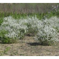 基地?zé)徜N花灌木珍珠繡線菊