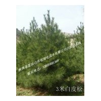 陜西白皮松工程苗專供