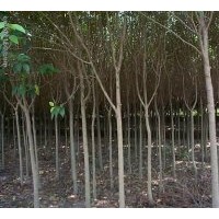 張女士常年供應(yīng)廣玉蘭 高桿女貞