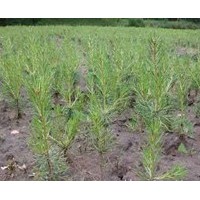 出售樟子松、油松、側(cè)柏 、 水臘、云杉、垂榆