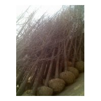 達豐銀杏苗木基地長期供應各種規(guī)格銀杏樹