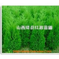 供應60公分--3米側(cè)柏苗