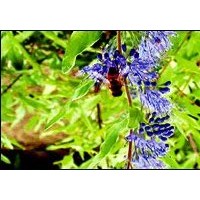 定州常青苗木花卉金葉蕕