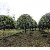 出售桂花、銀杏，紫薇，羅漢松，海棠，垂絲，皂角