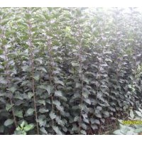 黑龍江出售果樹(shù)苗