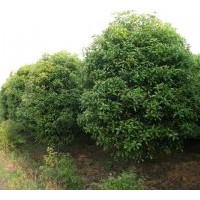 供應(yīng)紅楓，雞爪戚，各海棠，杜英，雪松，柿子樹(shù)，櫻花量大，廣玉