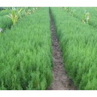 大量供應唐山側(cè)柏