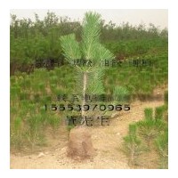 售黑松 油松 側柏