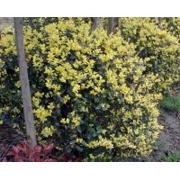 球形金禾女貞供應(yīng)  女貞地被工程苗木