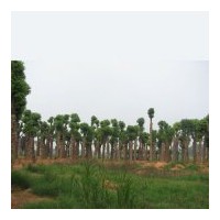 精品湖南香樟直供