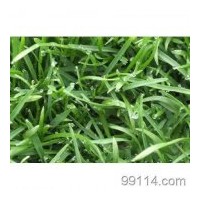 河北草坪供應(yīng)