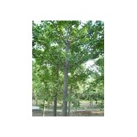 低價供應銀杏樹