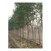 南京湯泉大葉女貞價(jià)格