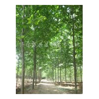 供應(yīng)1-40公分法桐，5-15公分造型法桐