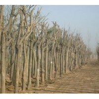 供應(yīng)5-25公分國槐及國槐價格信息