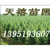 ★南京籽播雪松 檜柏 黃連木 廣玉蘭等苗