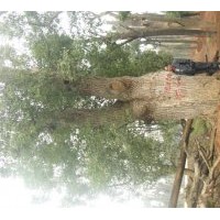 主要批發(fā)供應(yīng)湖南移植香樟15-90公分