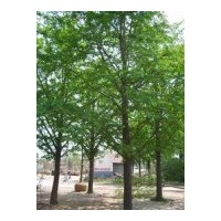 供銀杏苗木