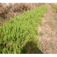 蜀檜龍柏基地直供