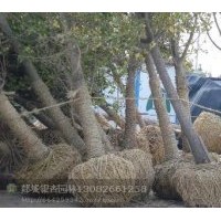 長(zhǎng)期供應(yīng)5---40銀杏樹