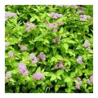 出售金山繡線菊