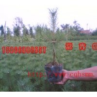 大量低價(jià)供應(yīng)樟子松苗
