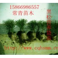 供應(yīng)黑松小苗和黑松大苗