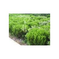 銷售龍柏 供應(yīng)櫻花.大中小葉麥冬草.大小葉黃楊.紅葉小檗.金葉女