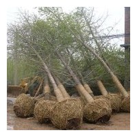 長期出售各種規(guī)格銀杏苗木