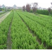 供應(yīng)小龍柏，側(cè)柏，小葉黃楊，大葉黃楊