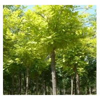 供白蠟，國(guó)槐火熱預(yù)定中 合歡，法桐，垂柳，黃柳