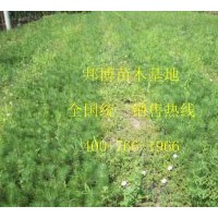 樟子松苗、樟子松小苗價(jià)格低 大量供應(yīng)