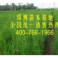 低價(jià)直供大量側(cè)柏苗、側(cè)柏容器袋苗