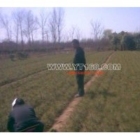 專營：油松 白皮松 玉蘭 國槐 欒樹