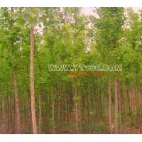 出售20-40公分銀杏樹