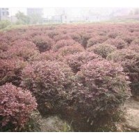 出售紅花繼木球 產(chǎn)品遠(yuǎn)銷全國(guó)各個(gè)省市