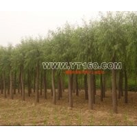 出售碧桃 火炬 欒樹(shù) 金枝槐等