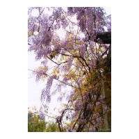 供應(yīng)爬山虎 常春藤 紫藤 三葉地錦，五葉地錦 凌宵