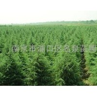 銷(xiāo)售南京雪松 蜀檜 女貞 廣玉蘭 黃連木 樸樹(shù) 烏桕