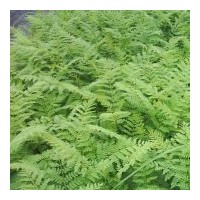 出售藍(lán)花楹、細(xì)葉紫薇、大葉紫薇、降香黃檀、細(xì)葉榕、水蒲桃