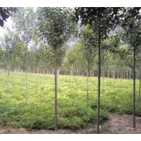 專供3-5公分大葉女貞