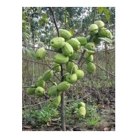 供應(yīng)木瓜苗