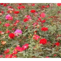 供豐花月季 大紅帽月季