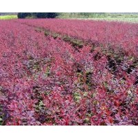 供紅葉小檗 枝細(xì)密而有刺。春季開小黃花