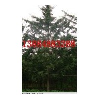 【銀杏之鄉(xiāng)】低價(jià)專供銀杏