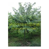 出售紅花羊蹄甲，紅花紫荊