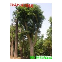 15公分銀杏，80公分樸樹銷售；兼營(yíng)：石榴，棗樹，杏樹，柿子樹