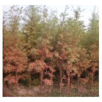 供應(yīng)池杉苗木