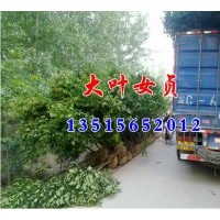 出售大葉女貞 香樟 紅葉李 烏桕 樸樹 三角楓 石楠 廣玉蘭 欒樹