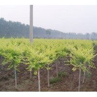 出售金葉榆 金葉國槐、金葉榆、金枝龍爪槐、千頭椿、欒樹、國槐